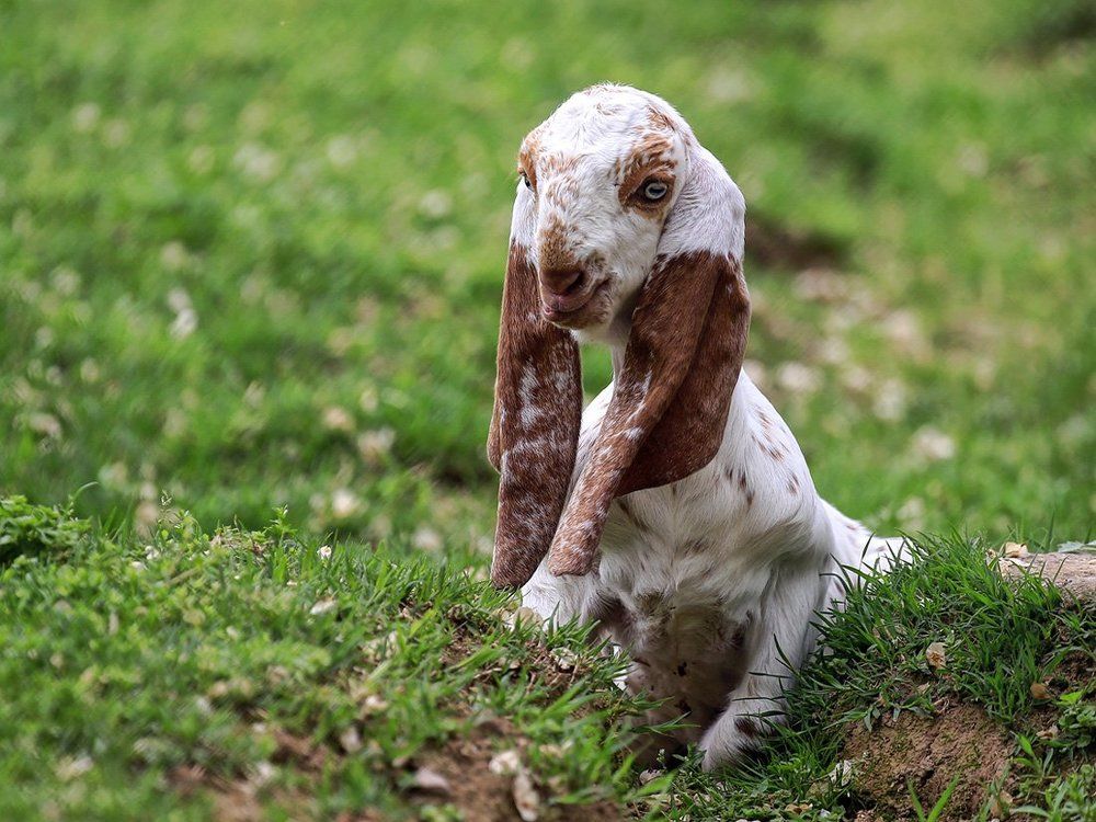 Вислоухая коза