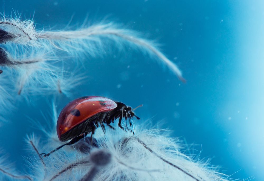 Winter ladybug