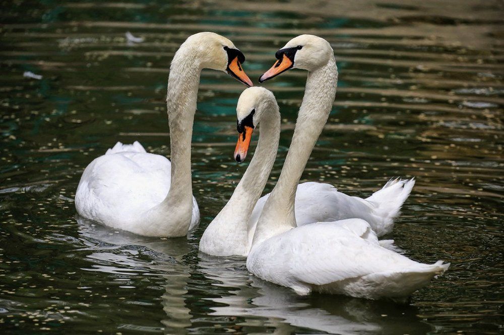 Лебединое озеро