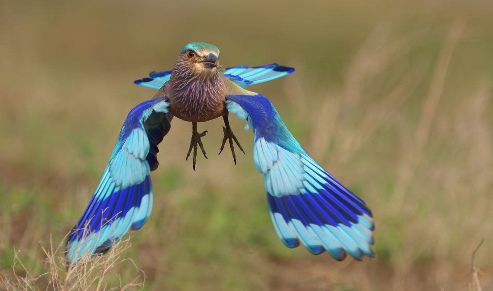indian roller