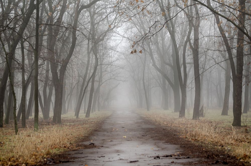 Сквозь туман