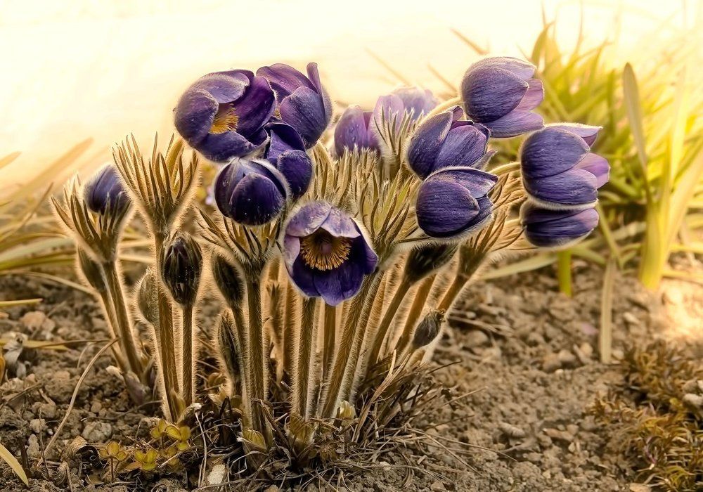 Весна цветёт!