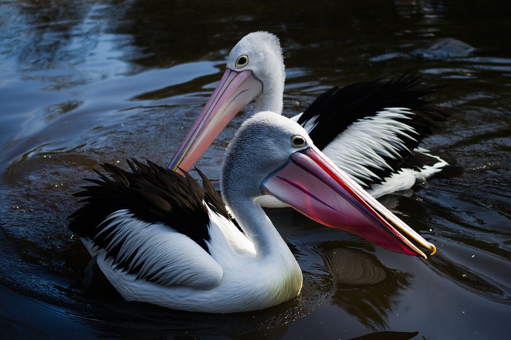 Pelicans