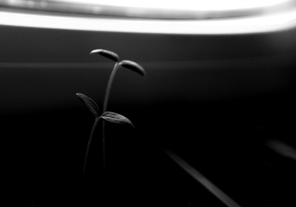 Photograph by Алика Стич