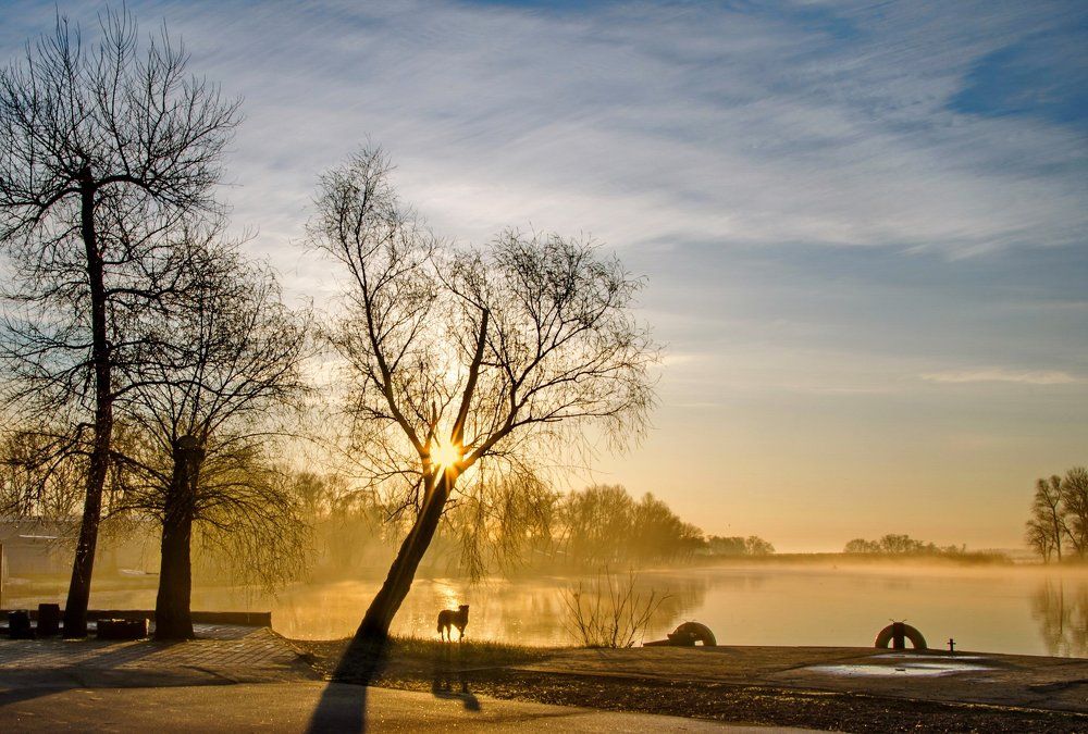Солнечный пёс