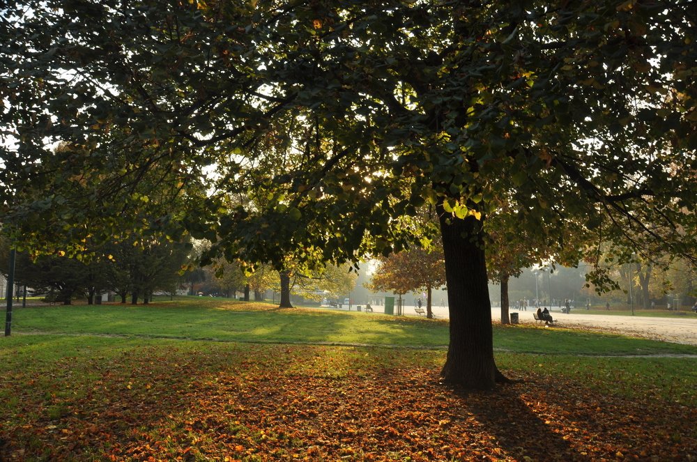 В парке Сфорца