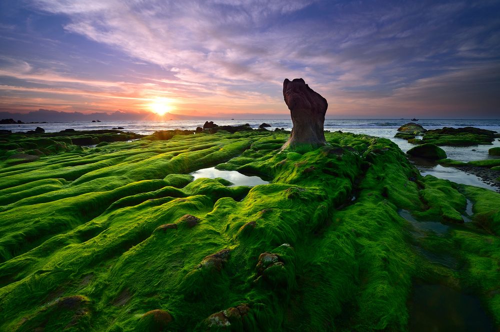 Amazing mossy on the beach