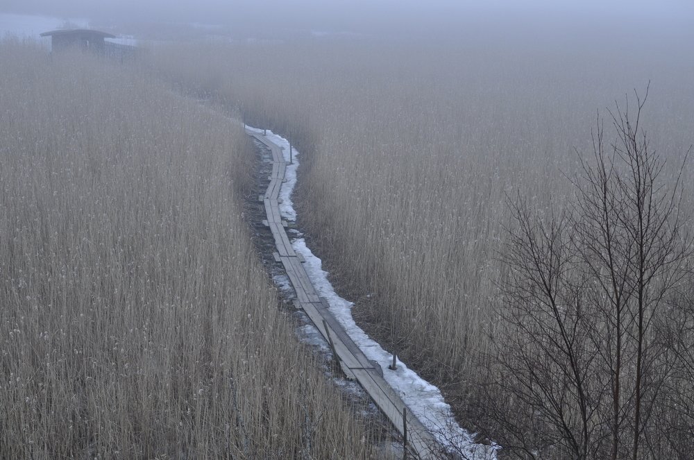 Дорога по болоту