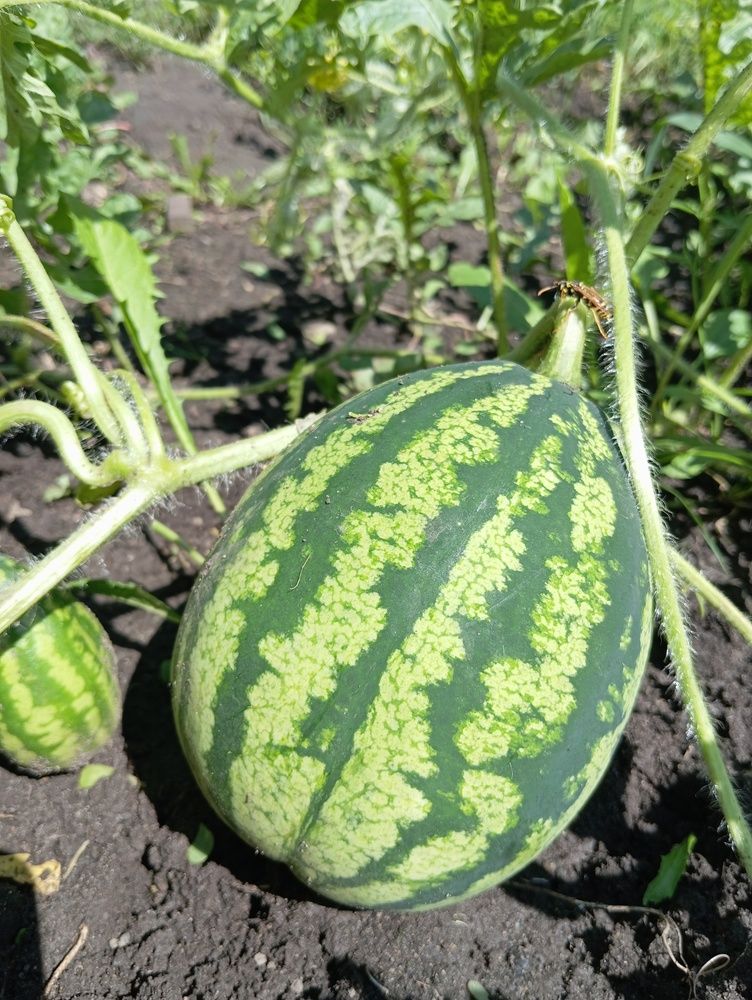 Photograph by Елена Коробченко