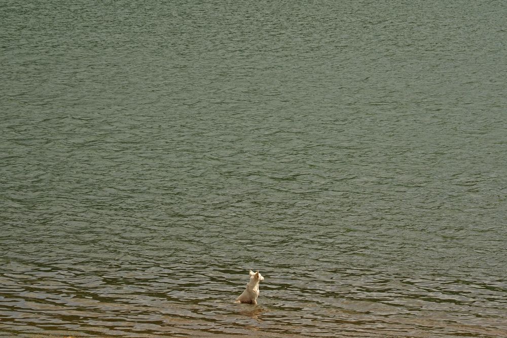 Фотография автора NARAYAN PATEL