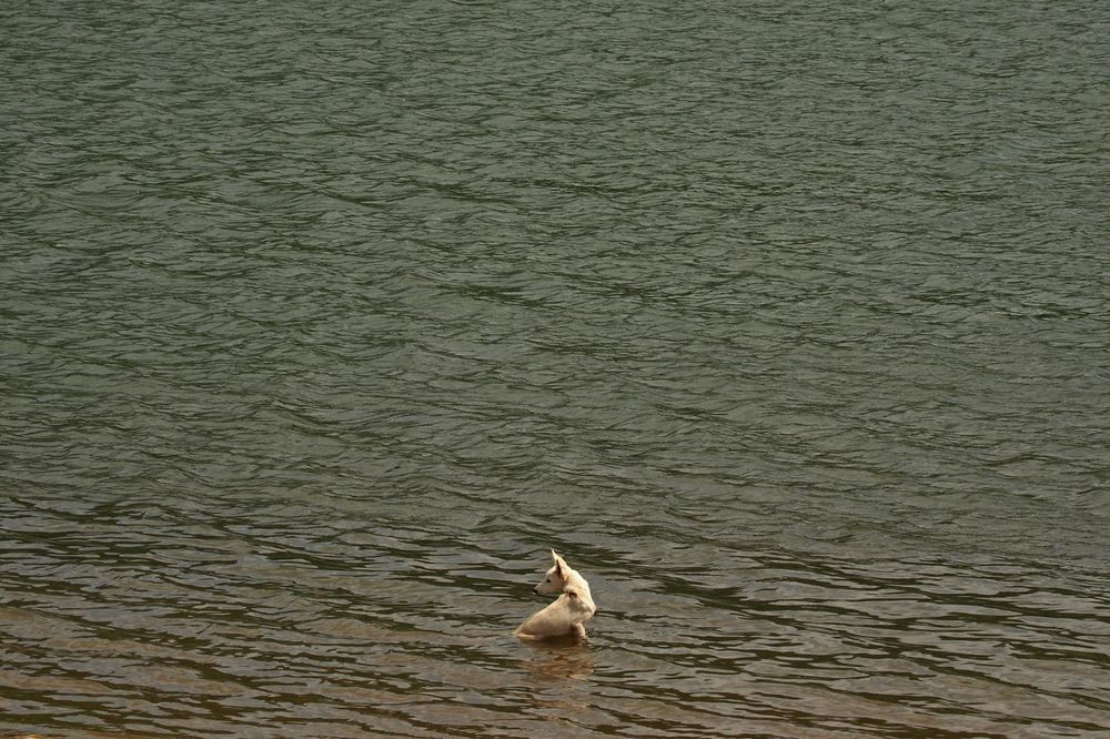 Фотография автора NARAYAN PATEL