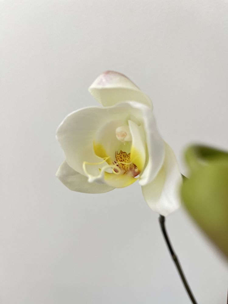Photograph by Оксана Сербиненко