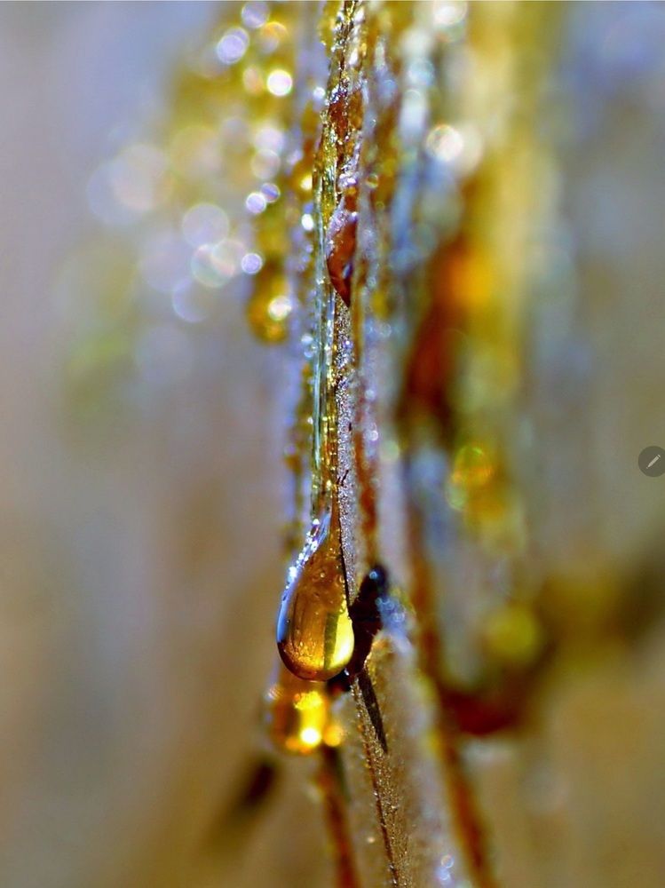 Янтарная слеза.