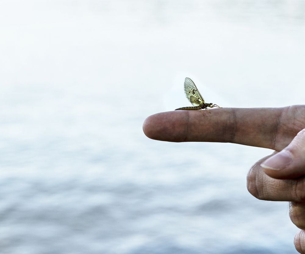 Photograph by Елена Гоосен