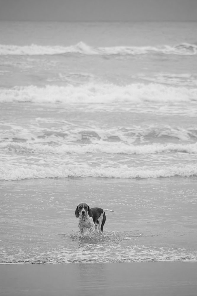 A Dog At The Beach 1
