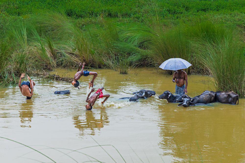 Chilling With Buffalo
