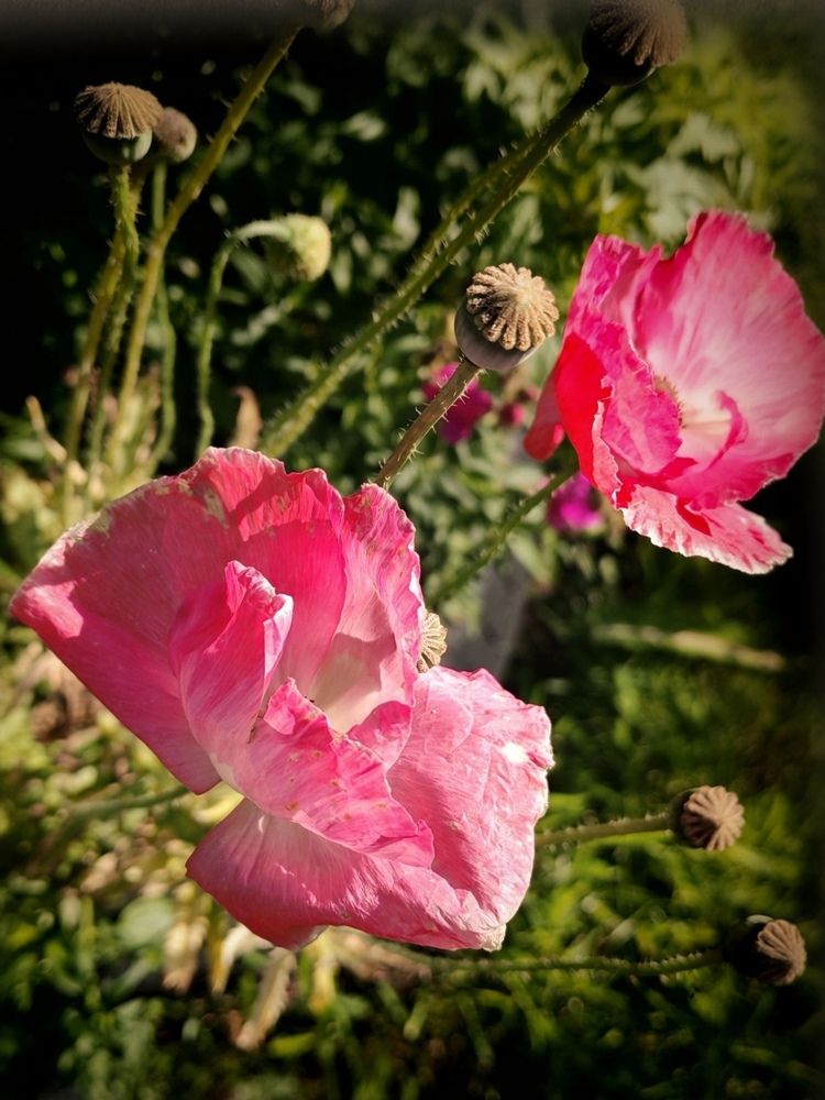 Photograph by Альбина