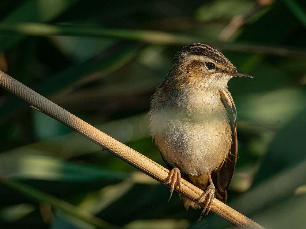 Photograph by Andrea Barlotti
