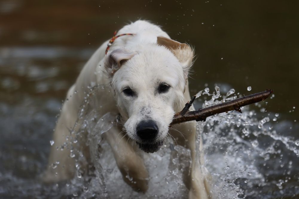 Photograph by Diana K