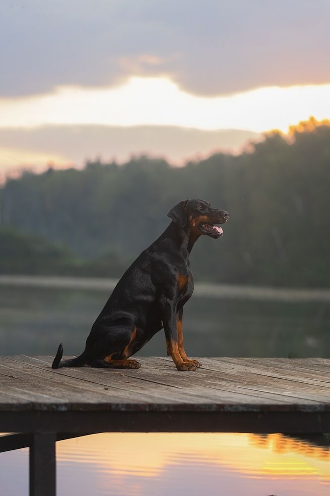 Doberman and sunrise