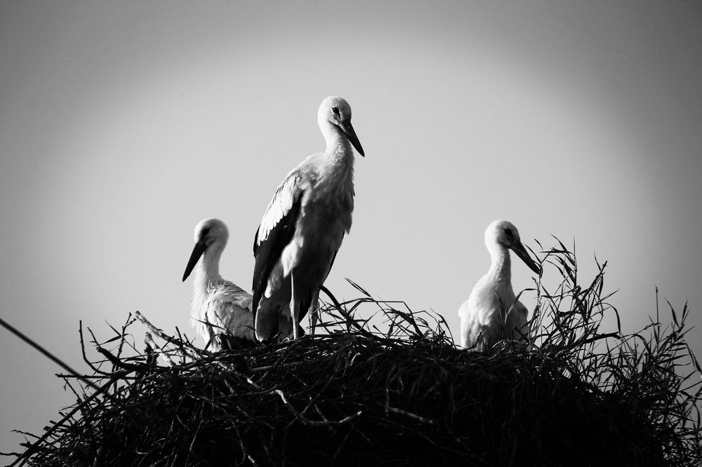 Photograph by Ольга Рыбина