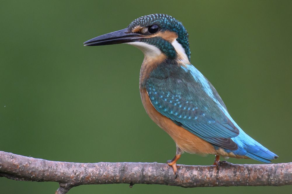 Photograph by Вячеслав Ладанов