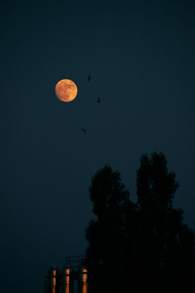 Photograph by Сергей Удовиченко