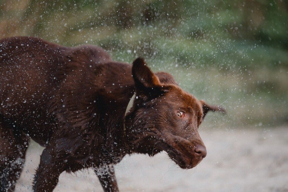 Photograph by Марина Чеботарева