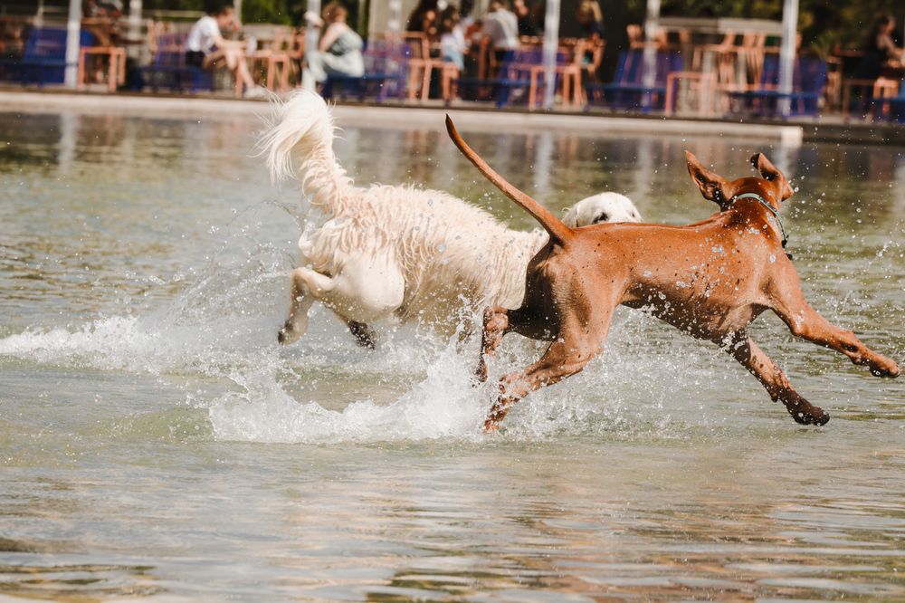 Фотография автора Sônia Sutili