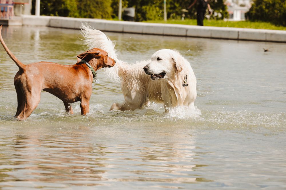 Фотография автора Sônia Sutili