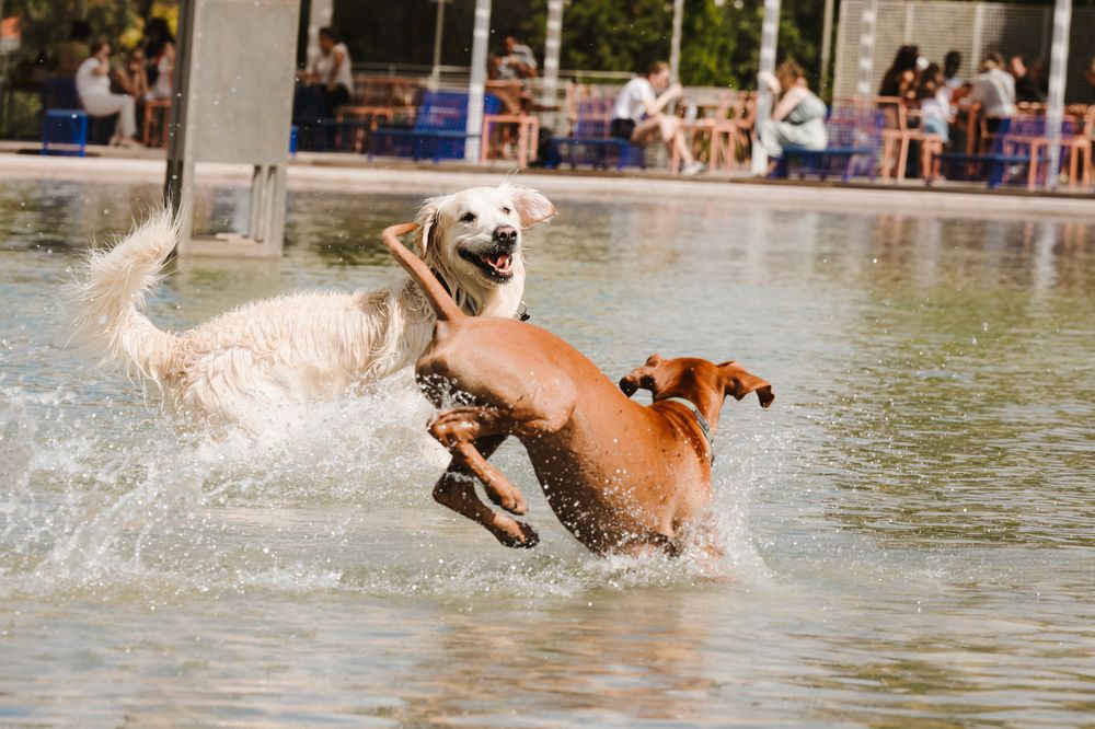 Фотография автора Sônia Sutili