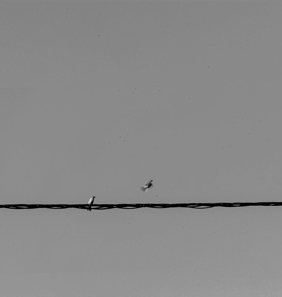 Photograph by علی اصغر آهنگری