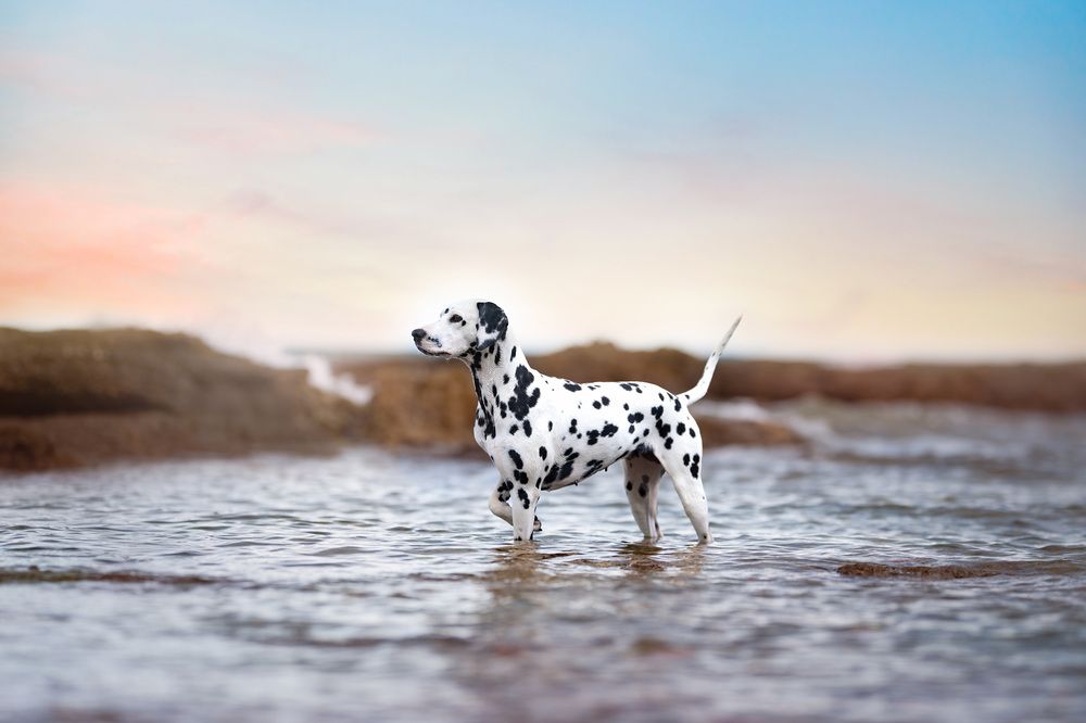 Photograph by Madalina Ungureanu