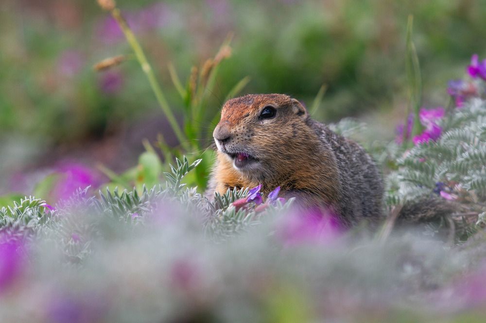 Photograph by Слащилина Нина