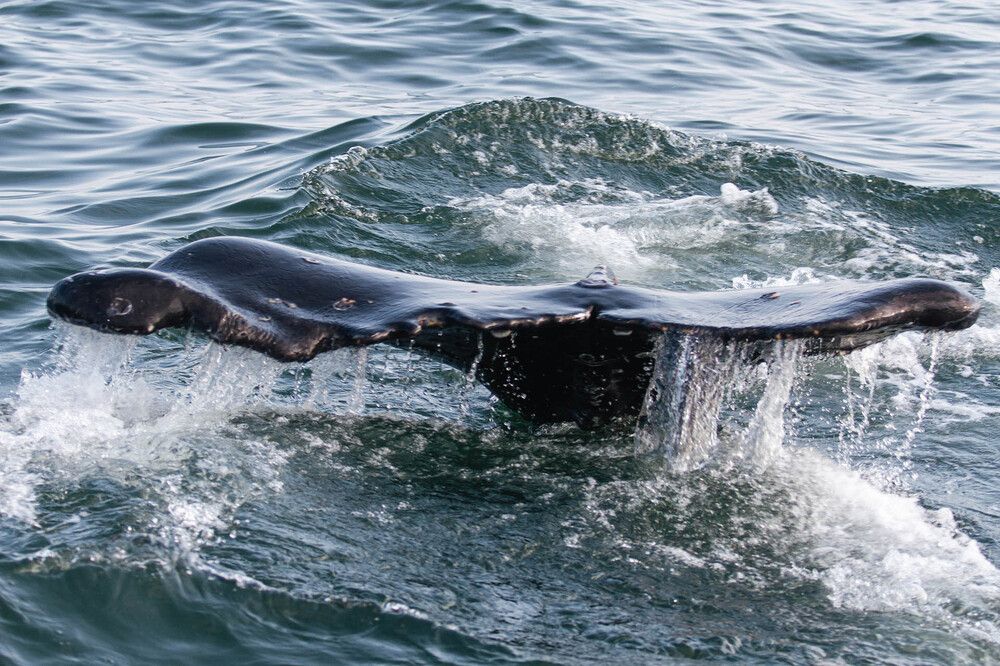 Photograph by Слащилина Нина