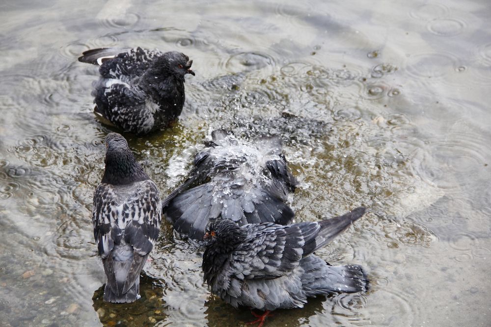 Фотография автора Наталия Мащенко