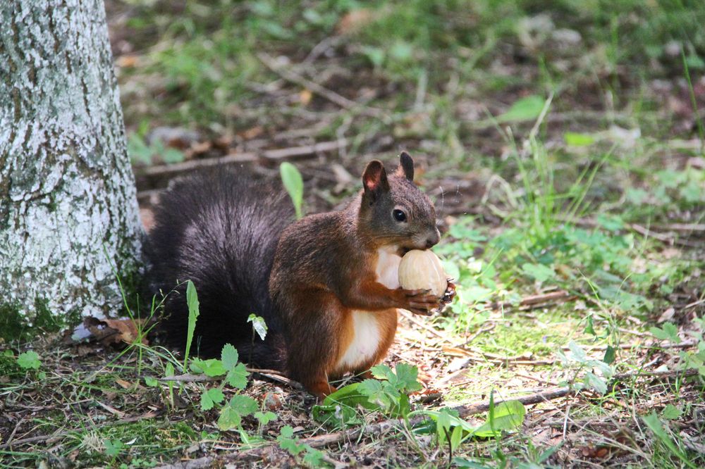 Фотография автора Наталия Мащенко
