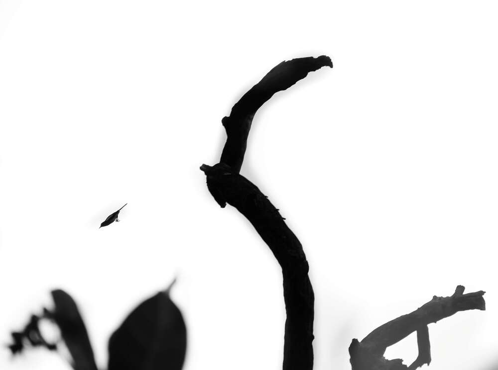 Photograph by Suthakaran Gokulananthan