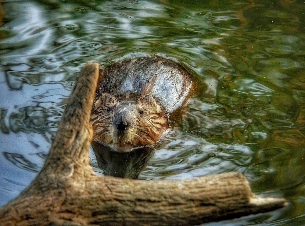 Фотография автора Екатерина Солохина