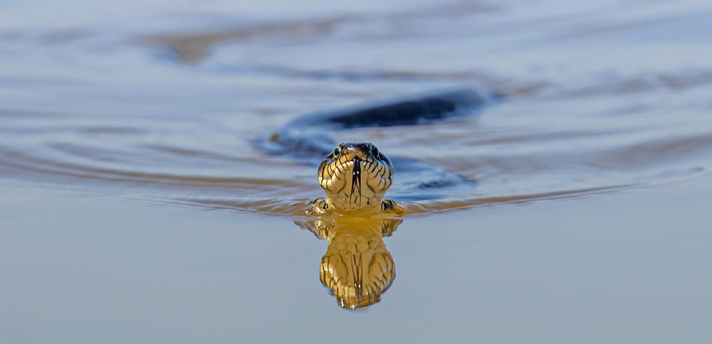 Photograph by Алексей Кузьмичёв