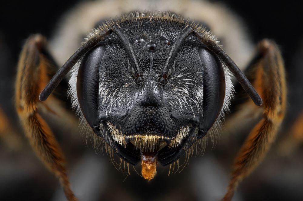 Lasioglossum coriaceum