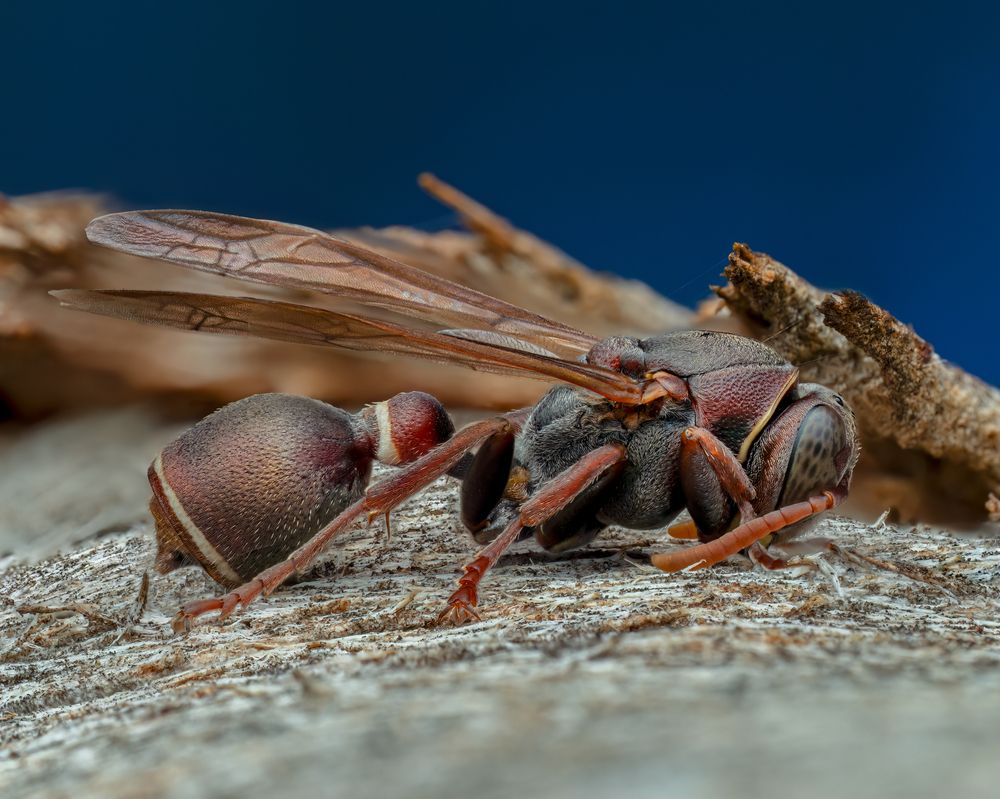 Фотография автора Craig Loechel