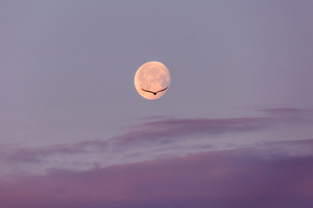 Photograph by Людмила Прибылова