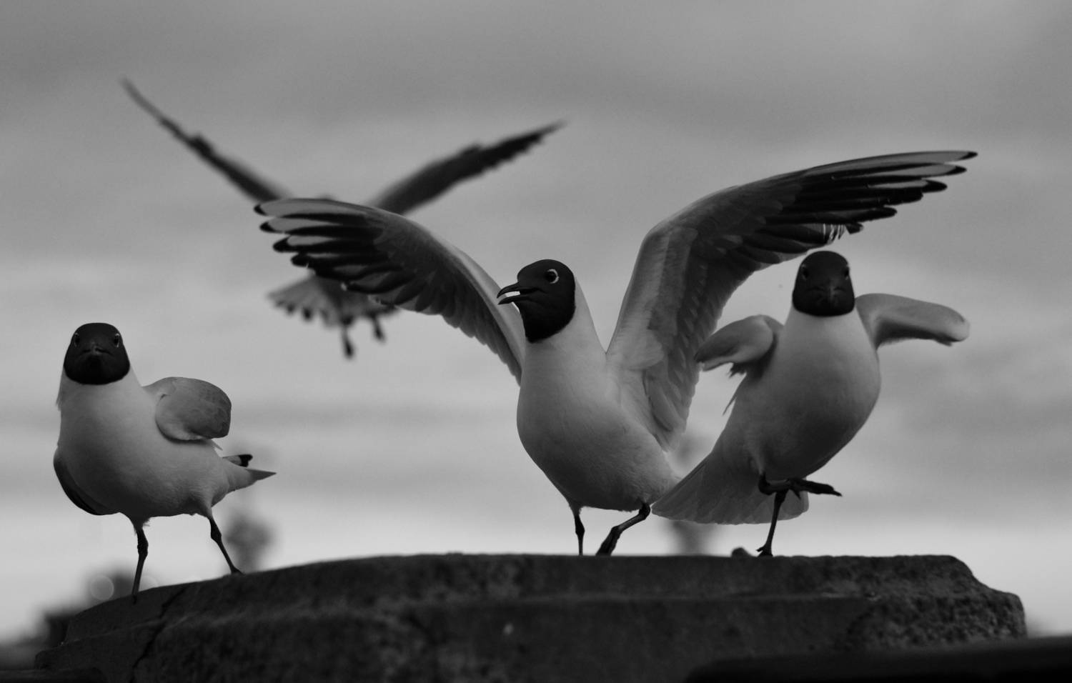 Photo #12454545