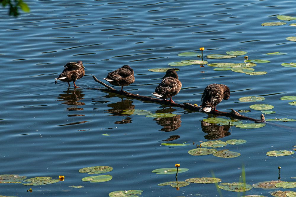 Photograph by Vladimir  Komarov
