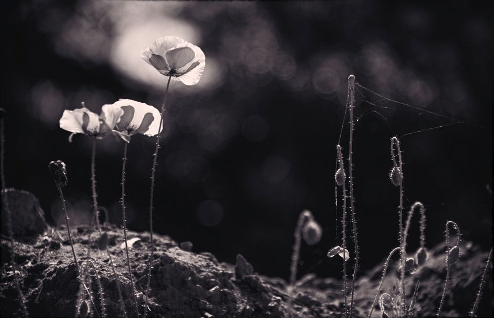 Sag mir wo die Blumen stehen .....