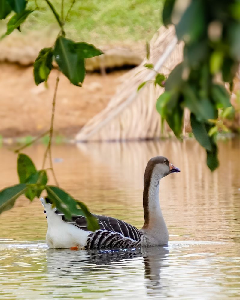 Goose