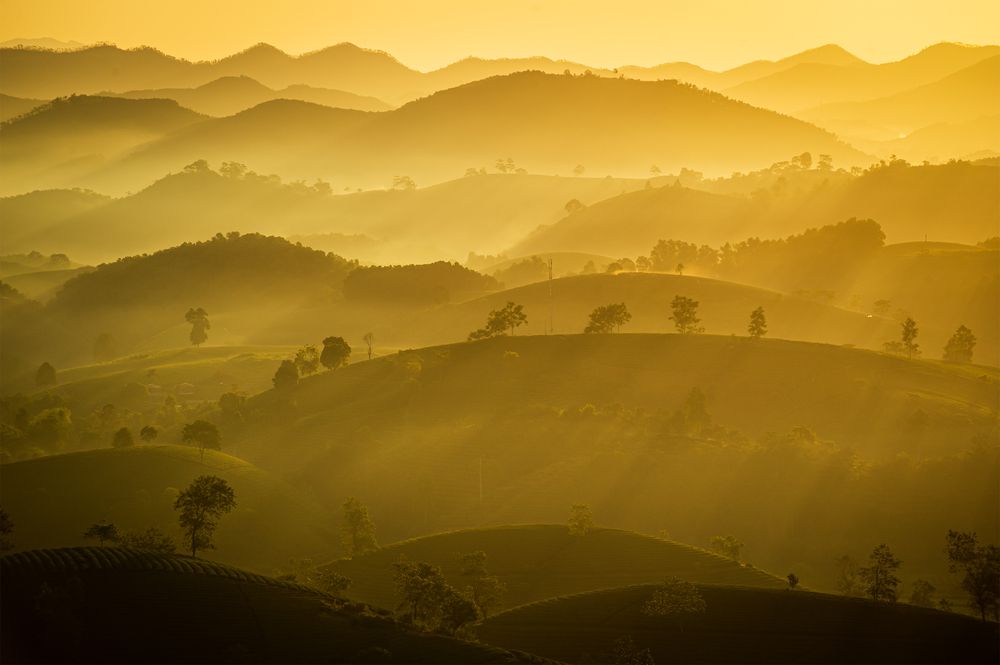 Sunrise light on Long Coc tea hills – Vietnam