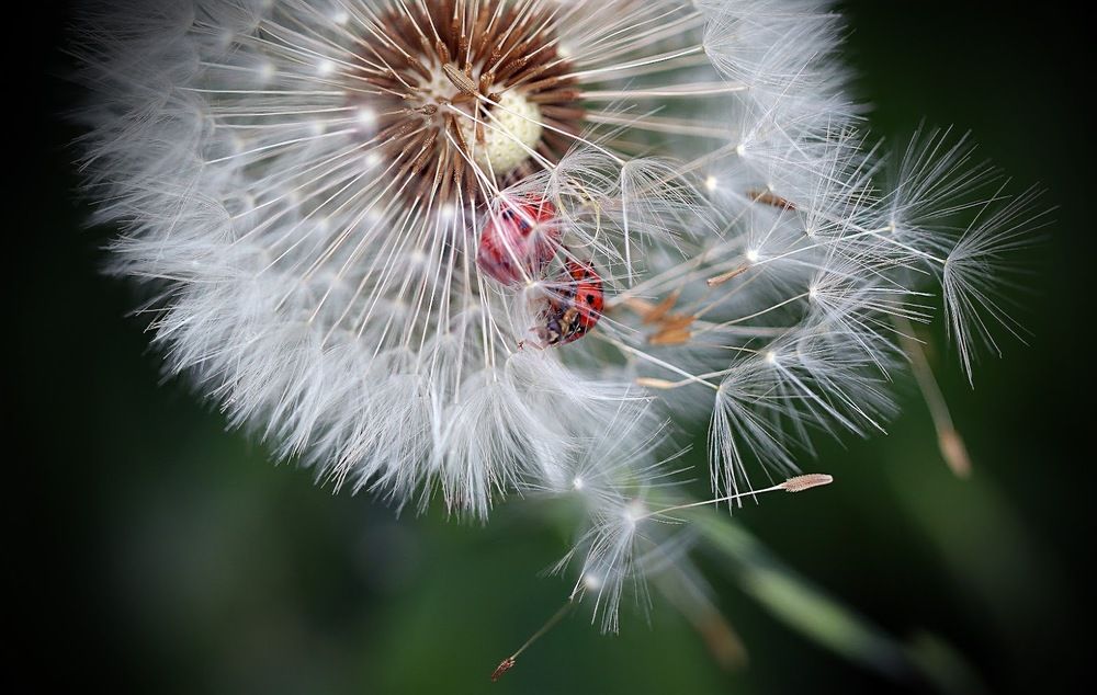 Photograph by Sergey Platonoff