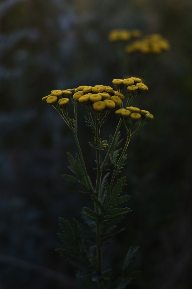 Photograph by Lynn Sh.